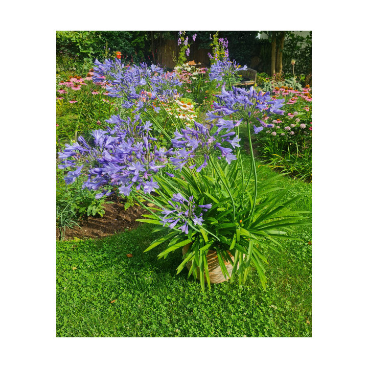 AGAPANT NIEBIESKI XXL