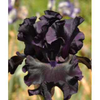 Irysy – kolorowe i eleganckie kwiaty do ogrodu, tarasu i balkonu