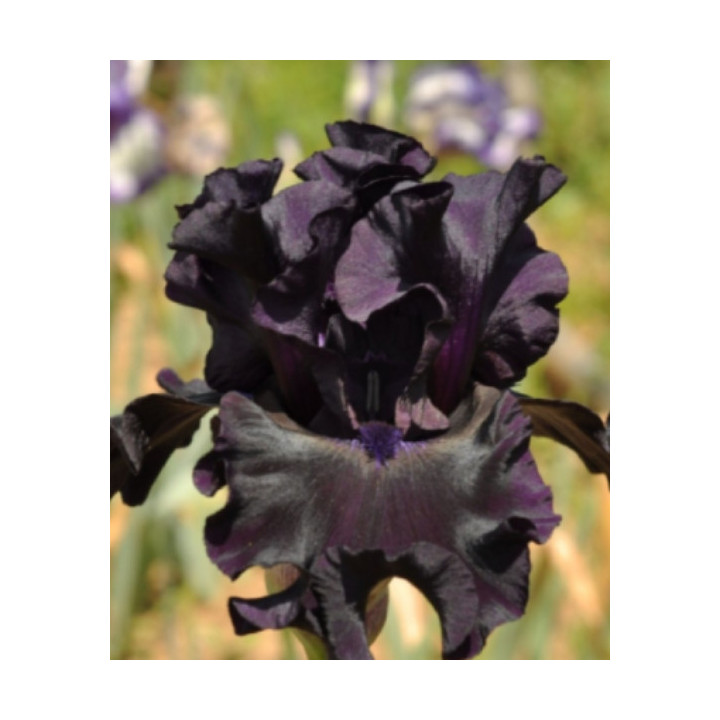 Irysy – kolorowe i eleganckie kwiaty do ogrodu, tarasu i balkonu