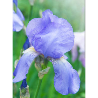Irysy – kolorowe i eleganckie kwiaty do ogrodu, tarasu i balkonu