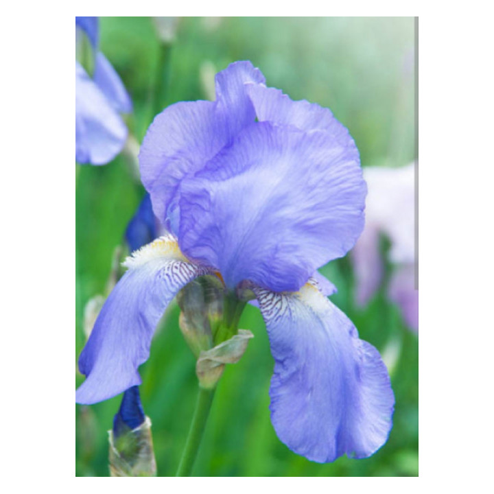 Irysy – kolorowe i eleganckie kwiaty do ogrodu, tarasu i balkonu