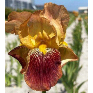 Irysy – kolorowe i eleganckie kwiaty do ogrodu, tarasu i balkonu