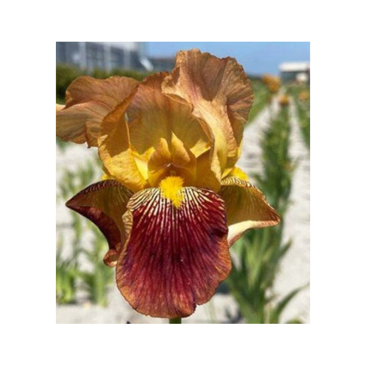 Irysy – kolorowe i eleganckie kwiaty do ogrodu, tarasu i balkonu