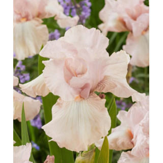 Irysy – kolorowe i eleganckie kwiaty do ogrodu, tarasu i balkonu