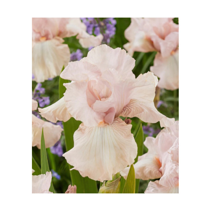 Irysy – kolorowe i eleganckie kwiaty do ogrodu, tarasu i balkonu