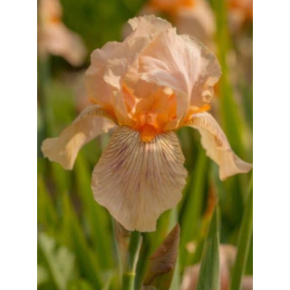 Irysy – kolorowe i eleganckie kwiaty do ogrodu, tarasu i balkonu