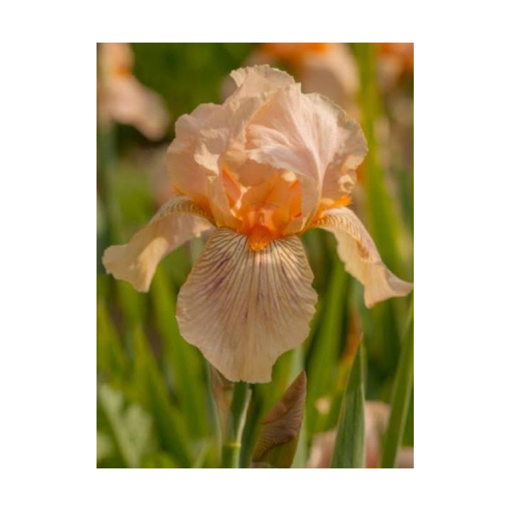 Irysy – kolorowe i eleganckie kwiaty do ogrodu, tarasu i balkonu