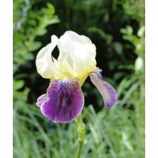 Irysy – kolorowe i eleganckie kwiaty do ogrodu, tarasu i balkonu