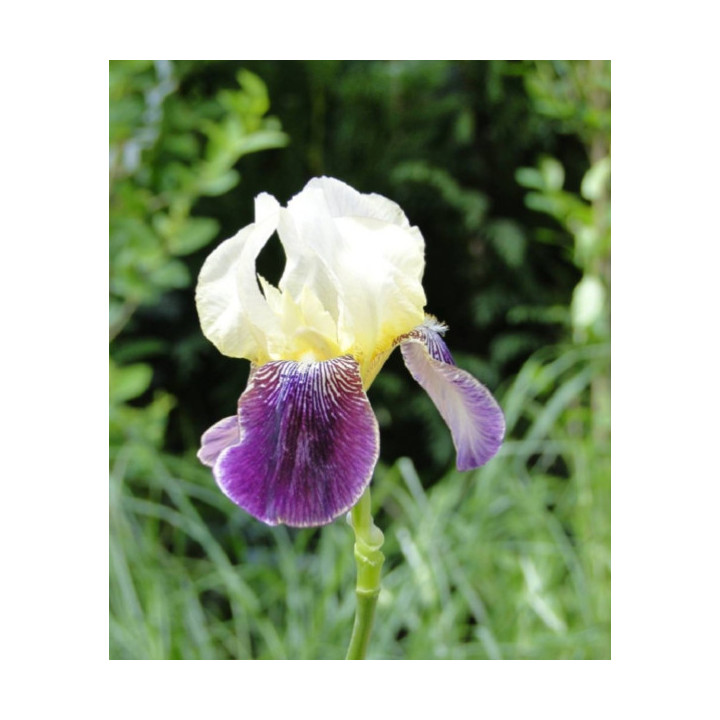 Irysy – kolorowe i eleganckie kwiaty do ogrodu, tarasu i balkonu