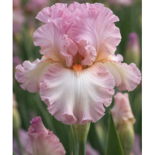 Irysy – kolorowe i eleganckie kwiaty do ogrodu, tarasu i balkonu