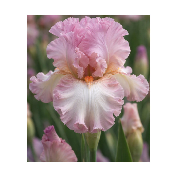 Irysy – kolorowe i eleganckie kwiaty do ogrodu, tarasu i balkonu