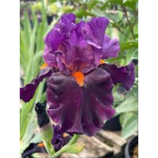 Irysy – kolorowe i eleganckie kwiaty do ogrodu, tarasu i balkonu