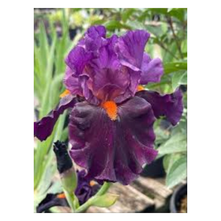 Irysy – kolorowe i eleganckie kwiaty do ogrodu, tarasu i balkonu