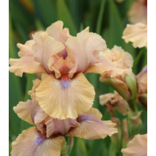 Irysy – kolorowe i eleganckie kwiaty do ogrodu, tarasu i balkonu