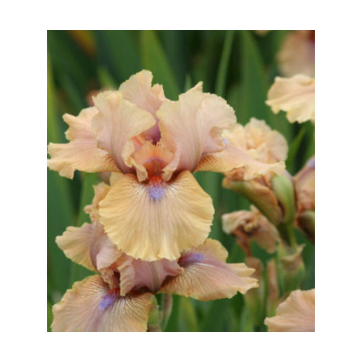 Irysy – kolorowe i eleganckie kwiaty do ogrodu, tarasu i balkonu