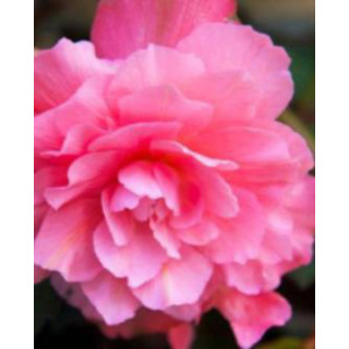 Begonia podwójna różowa – efektowne kwiaty do donic, balkonu i ogrodu