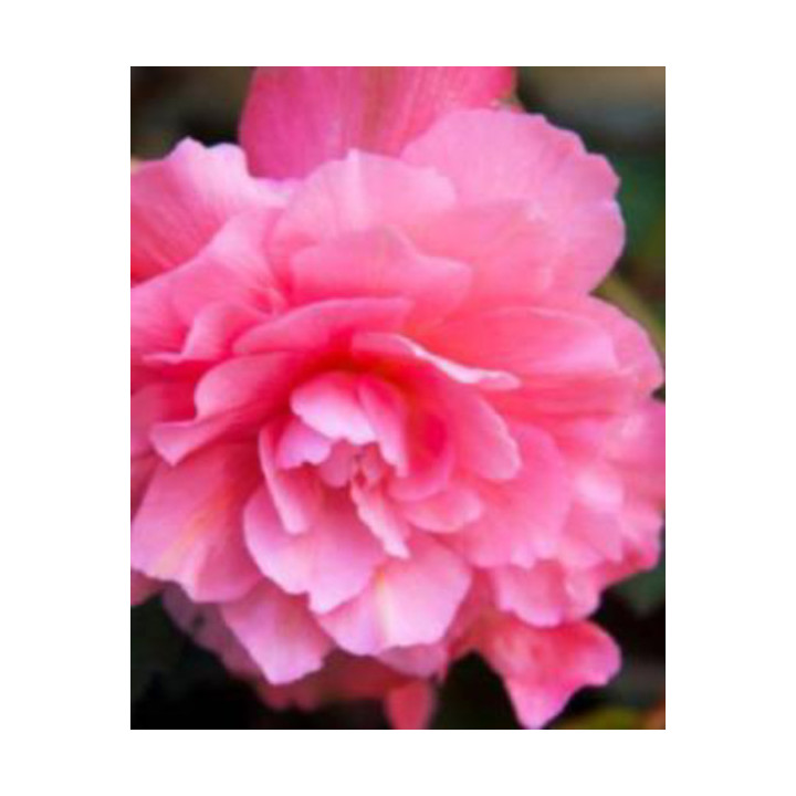 Begonia podwójna różowa – efektowne kwiaty do donic, balkonu i ogrodu
