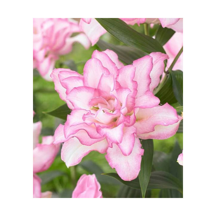 Lilie Roselily – pełne kwiaty bez pyłku do ogrodu i donic