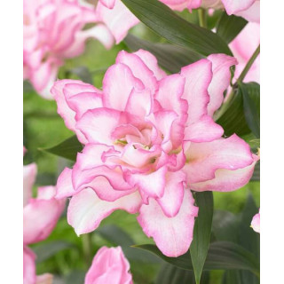 Lilie Roselily – pełne kwiaty bez pyłku do ogrodu i donic