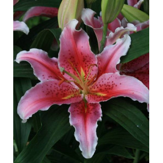 Cebulki kwiatowe – sklep online | Sadzenie i pielęgnacja