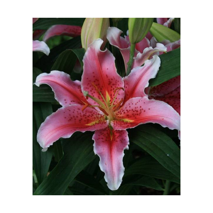 Cebulki kwiatowe – sklep online | Sadzenie i pielęgnacja