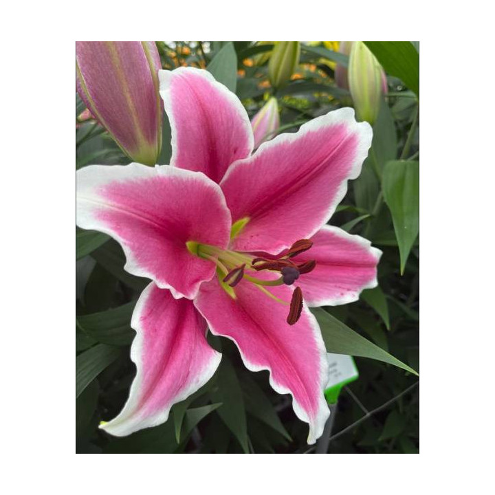 Cebulki kwiatowe – sklep online | Sadzenie i pielęgnacja