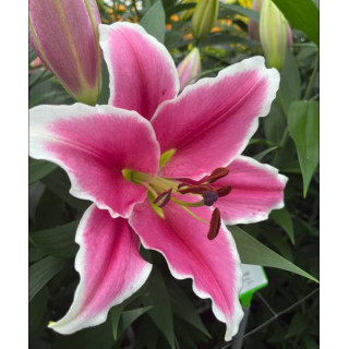 Cebulki kwiatowe – sklep online | Sadzenie i pielęgnacja