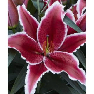 Cebulki kwiatowe – sklep online | Sadzenie i pielęgnacja