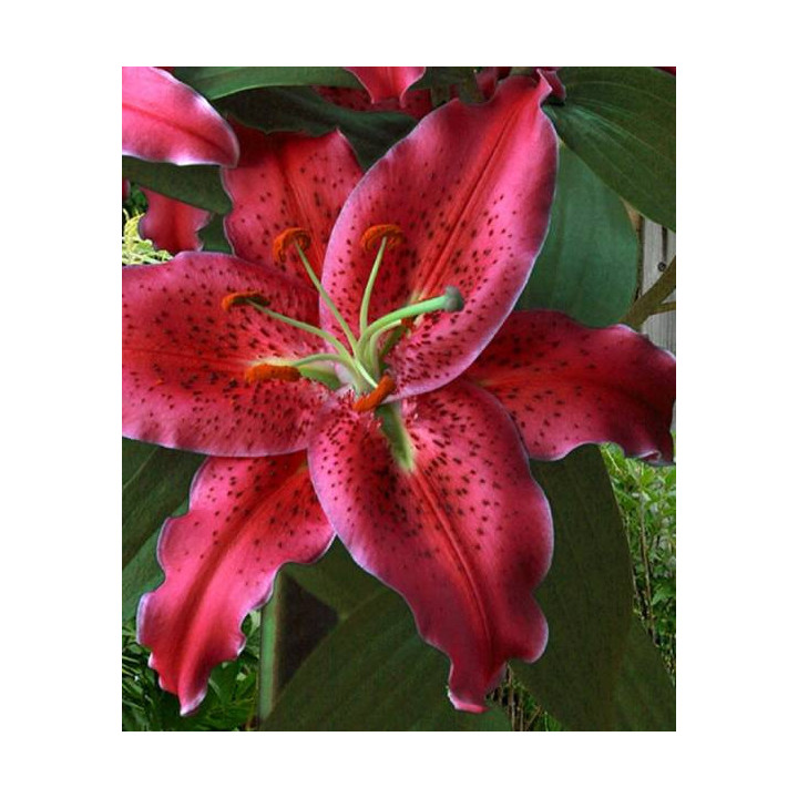 Cebulki kwiatowe – sklep online | Sadzenie i pielęgnacja