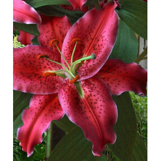 Cebulki kwiatowe – sklep online | Sadzenie i pielęgnacja