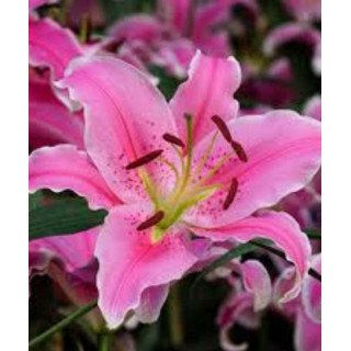 Cebulki kwiatowe – sklep online | Sadzenie i pielęgnacja