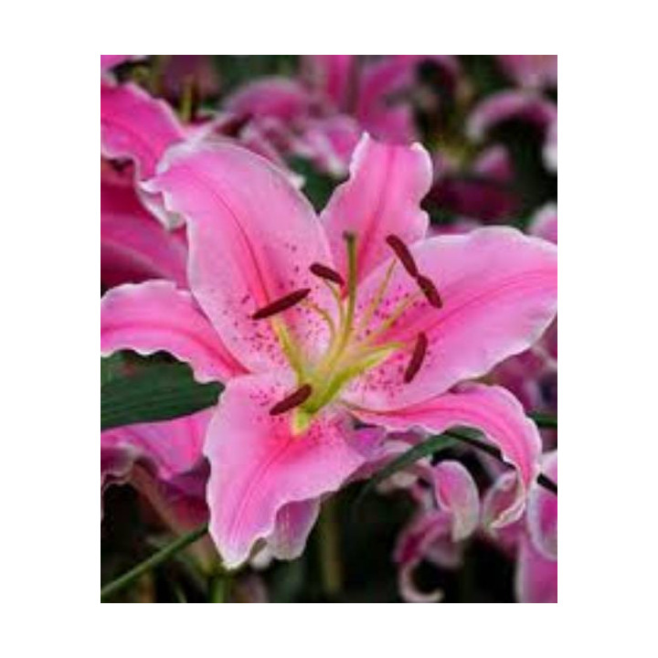 Cebulki kwiatowe – sklep online | Sadzenie i pielęgnacja