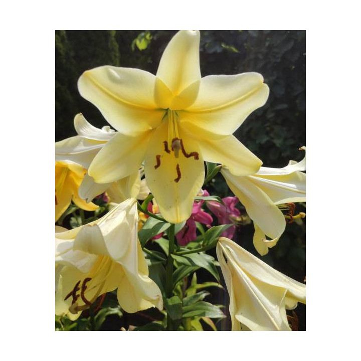 Cebulki lilii drzewiastych  – pełne kwiaty do ogrodu