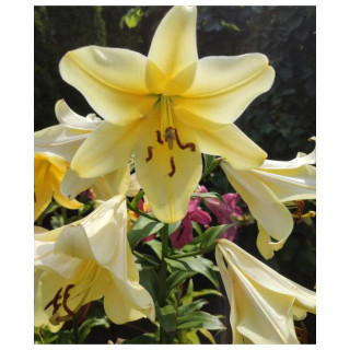 Cebulki lilii drzewiastych  – pełne kwiaty do ogrodu