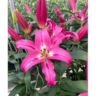 Cebulki lilii drzewiastych  – pełne kwiaty do ogrodu