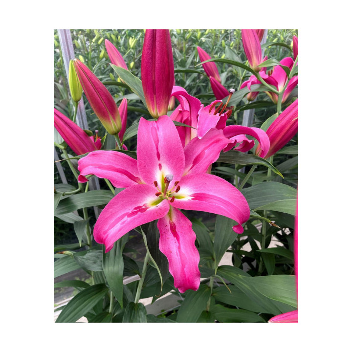 Cebulki lilii drzewiastych  – pełne kwiaty do ogrodu