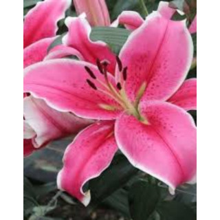 Cebulki lilii drzewiastych  – pełne kwiaty do ogrodu