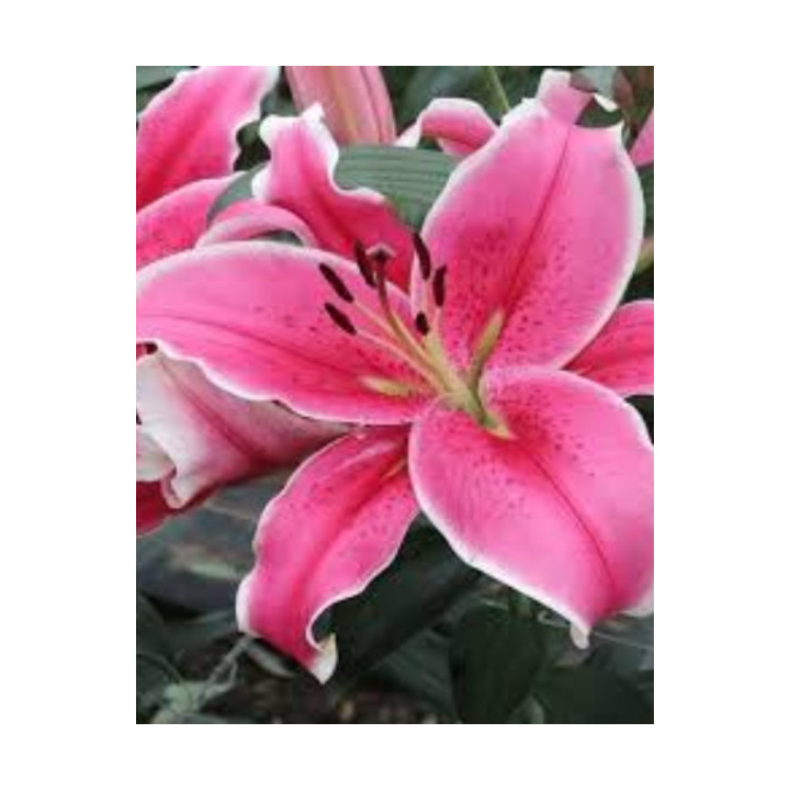 Cebulki lilii drzewiastych  – pełne kwiaty do ogrodu