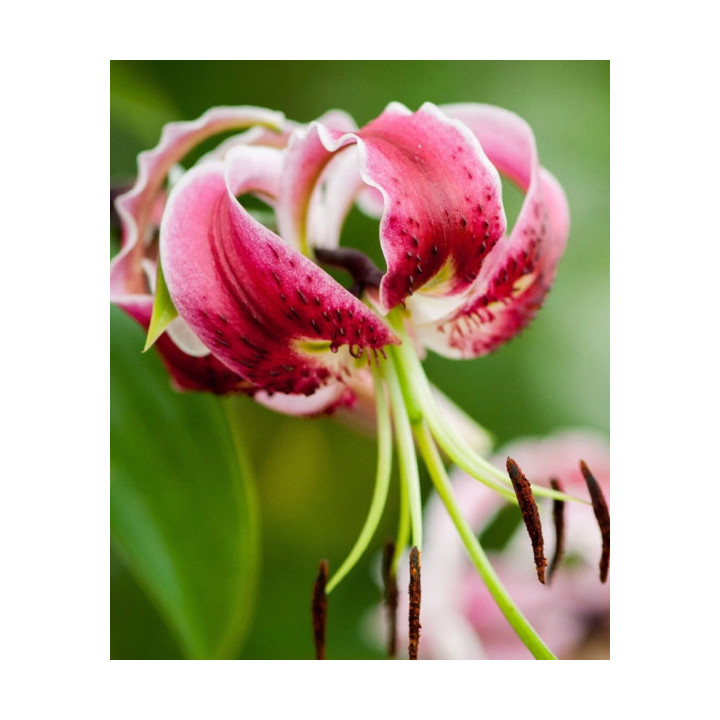 Cebulki lilii drzewiastych  – pełne kwiaty do ogrodu