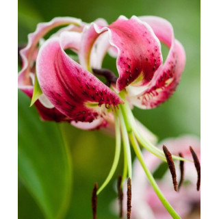 Cebulki lilii drzewiastych  – pełne kwiaty do ogrodu