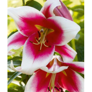 Cebulki lilii drzewiastych  – pełne kwiaty do ogrodu