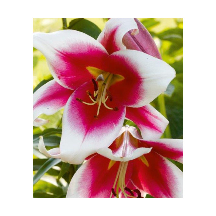 Cebulki lilii drzewiastych  – pełne kwiaty do ogrodu