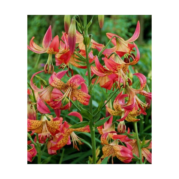 Cebulki lilii tygrysich – pełne kwiaty do ogrodu