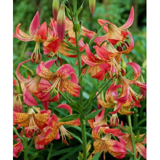 Cebulki lilii tygrysich – pełne kwiaty do ogrodu