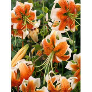 Cebulki lilii drzewiastych  – pełne kwiaty do ogrodu