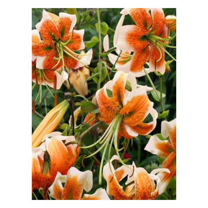 Cebulki lilii drzewiastych  – pełne kwiaty do ogrodu