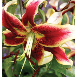 Cebulki lilii drzewiastych  – pełne kwiaty do ogrodu