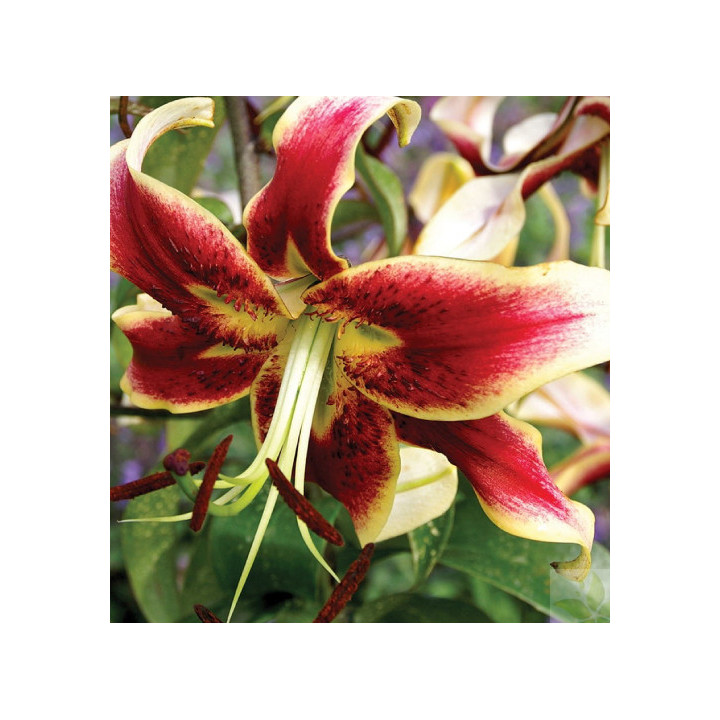 Cebulki lilii drzewiastych  – pełne kwiaty do ogrodu