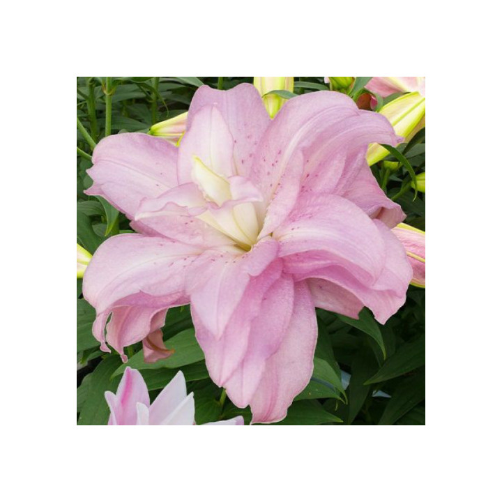 Lilie pełne (dubeltowe) – cebulki najwyższej jakości