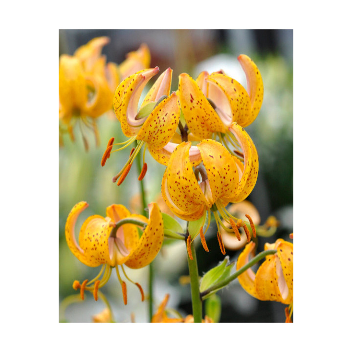 lilie fusion pomarańczowa lilietulipany łodz hybryda